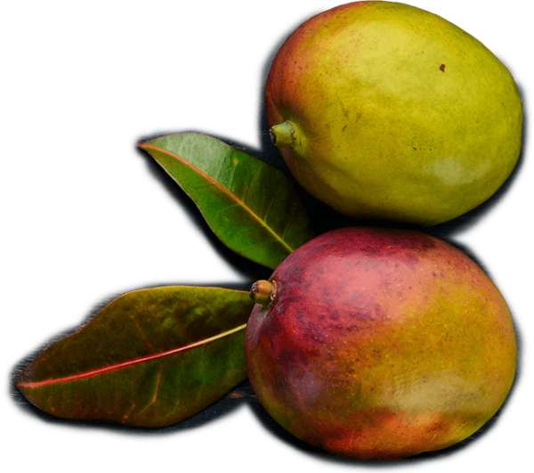 Mango’s Story Mango Cannabis