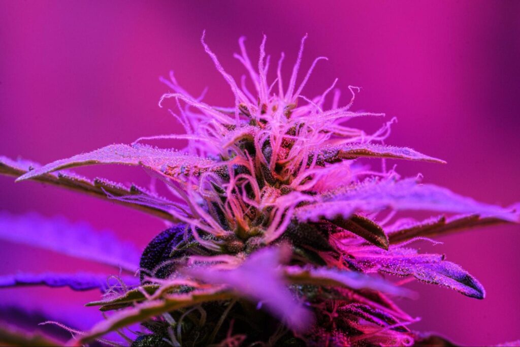 Terpenes in cannabis