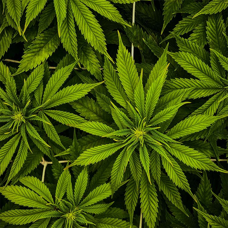 cannabis-flower