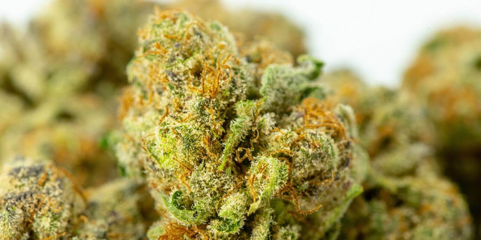 Top Cannabis Flower - Oklahoma, Michigan,New Mexico,New York