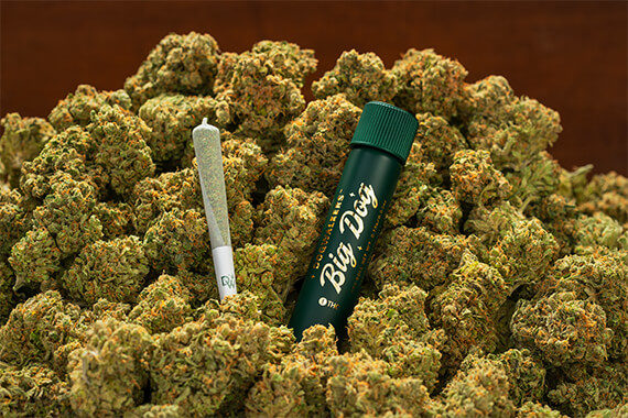 dogwalkers-pre-rolls