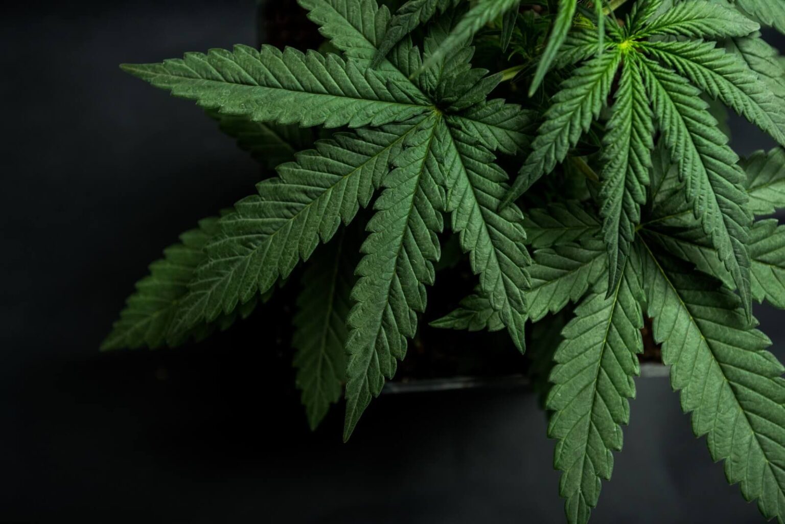 Exploring Hybrid Weed Best Strains and Benefits