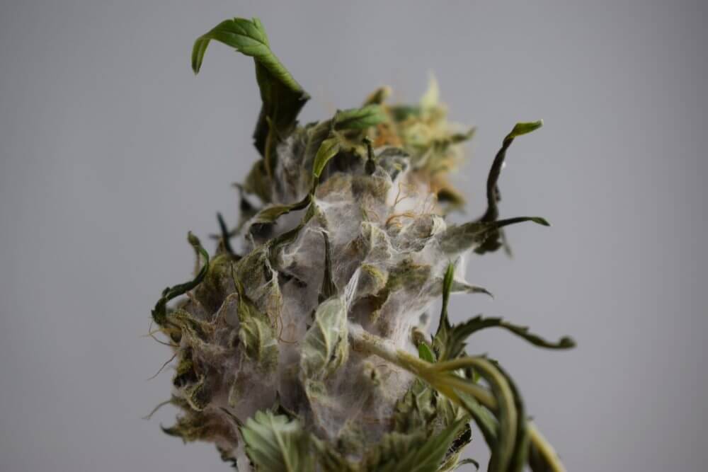 moldy-weed