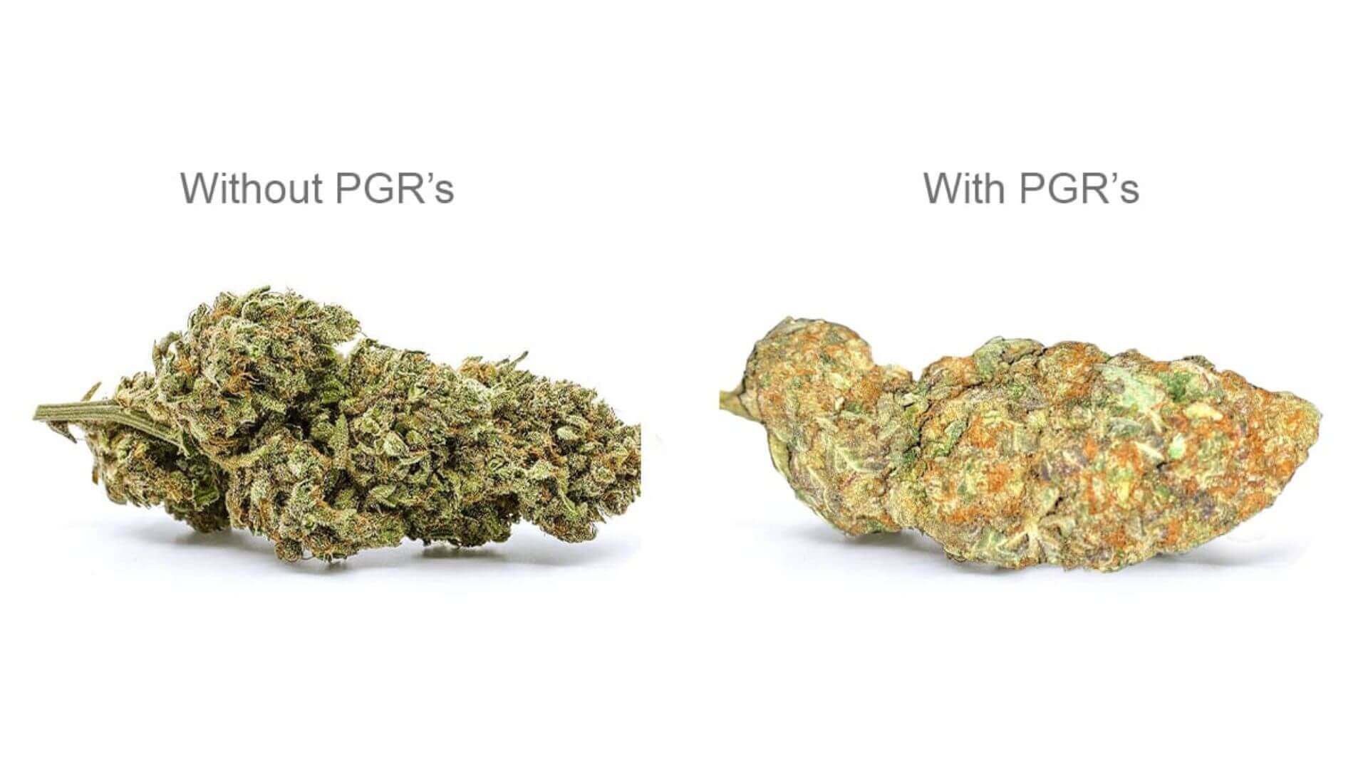 pgr-weed