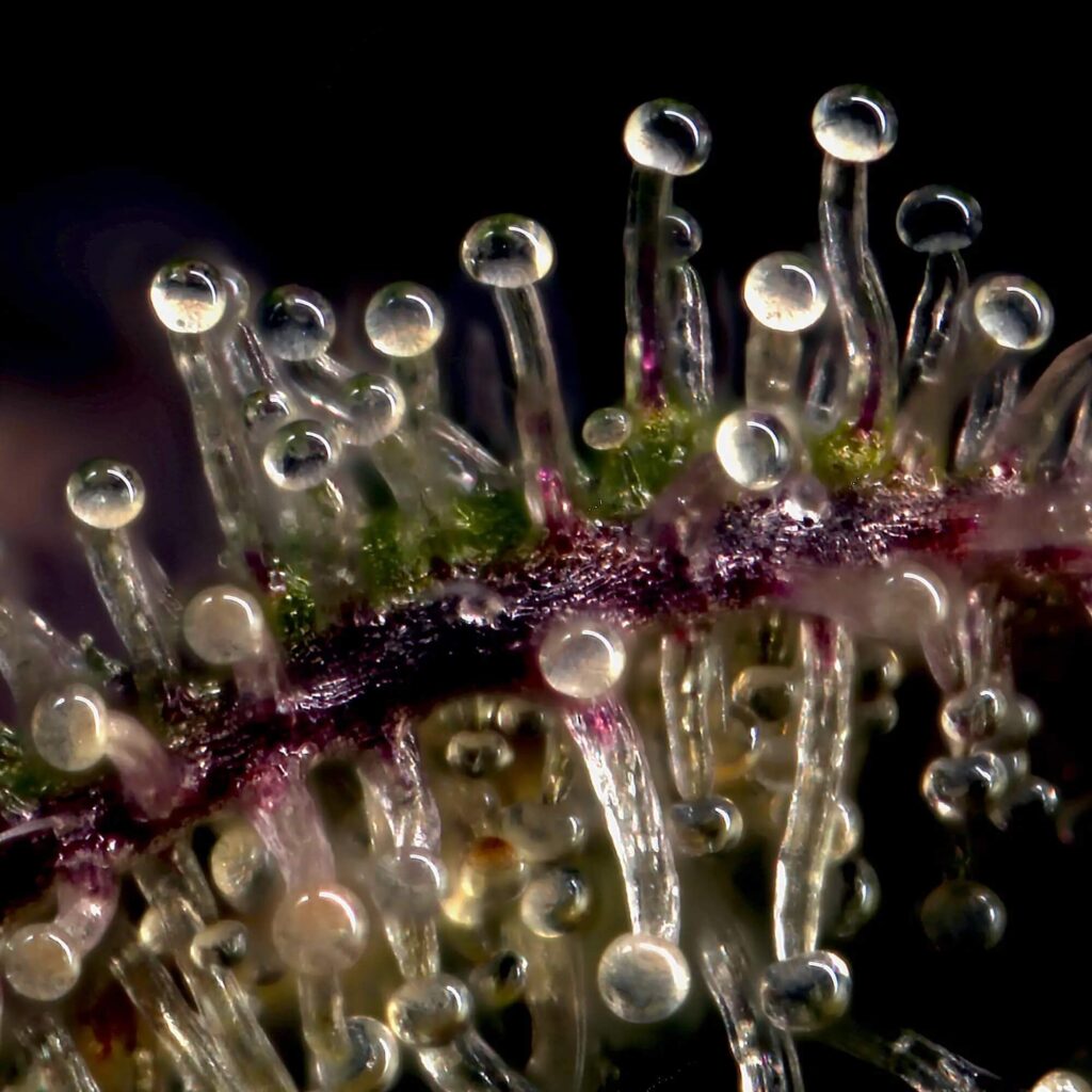 trichomes